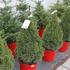 Picea glauca 'Conica'.JPG