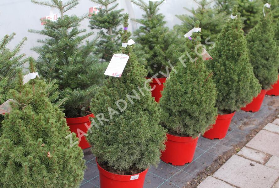 Smrk sivý 'Conica' - Picea glauca 'Conica'