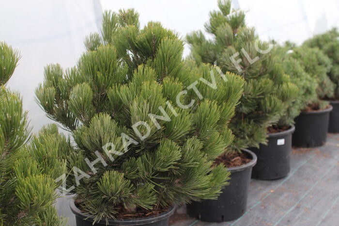 Borovice bělokorá 'Satellit' - Pinus heldreichii 'Satellit'