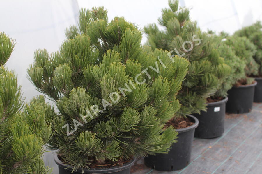 Borovice bělokorá 'Satellit' - Pinus heldreichii 'Satellit'