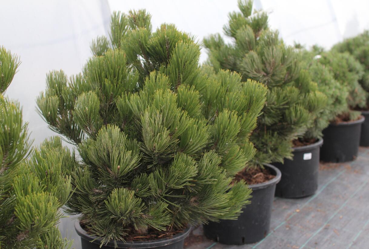 Borovice bělokorá 'Satellit' - Pinus heldreichii 'Satellit'