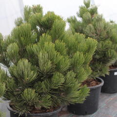 Borovice bělokorá 'Satellit' - Pinus heldreichii 'Satellit'