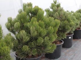 Borovice bělokorá 'Satellit' - Pinus heldreichii 'Satellit'