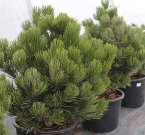 Borovice bělokorá 'Satellit' - Pinus heldreichii 'Satellit'