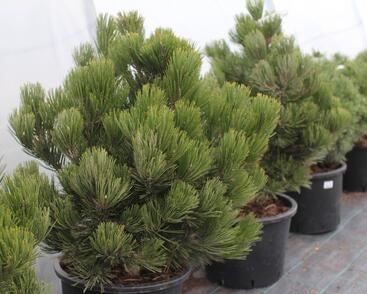 Borovice bělokorá 'Satellit'