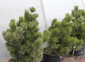 Borovice bělokorá 'Satellit' - Pinus heldreichii 'Satellit'