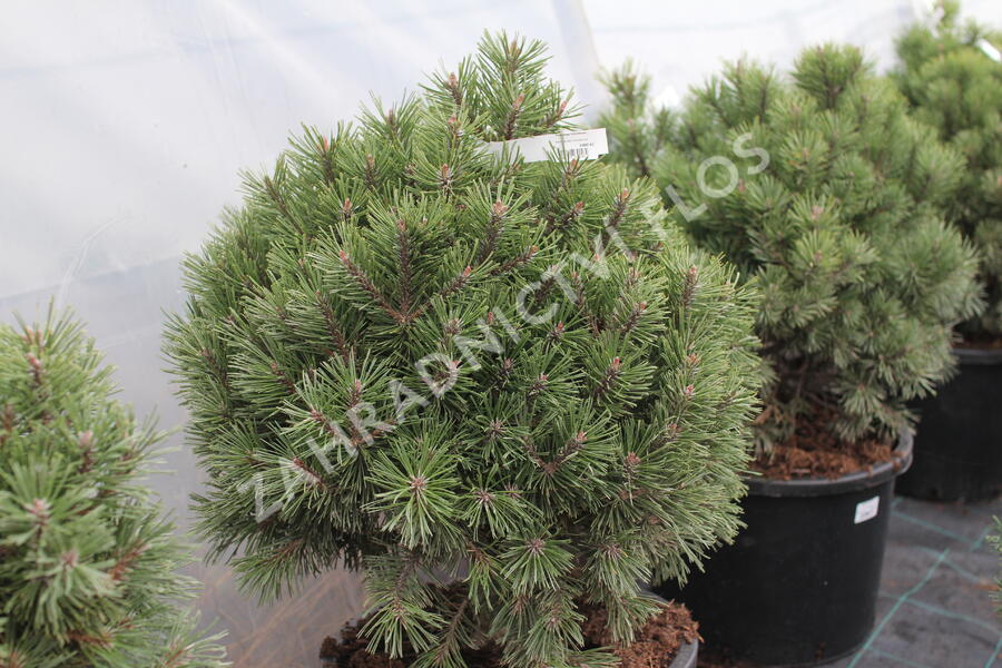 Borovice kleč 'Echiniformis' - Pinus mugo 'Echiniformis'