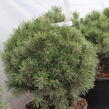 Borovice kleč 'Echiniformis' - Pinus mugo 'Echiniformis'