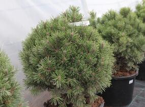 Borovice kleč 'Echiniformis' - Pinus mugo 'Echiniformis'