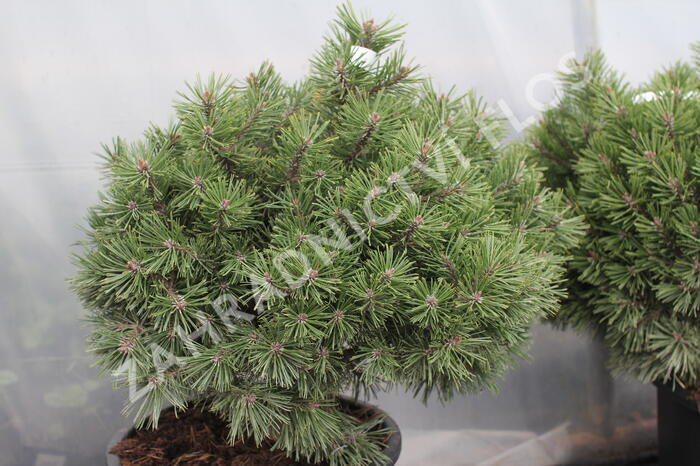 Borovice kleč 'Echiniformis' - Pinus mugo 'Echiniformis'