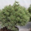Borovice kleč 'Echiniformis' - Pinus mugo 'Echiniformis'
