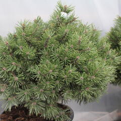 Borovice kleč 'Echiniformis' - Pinus mugo 'Echiniformis'