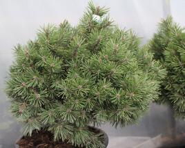 Borovice kleč 'Echiniformis'