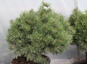 Borovice kleč 'Echiniformis' - Pinus mugo 'Echiniformis'