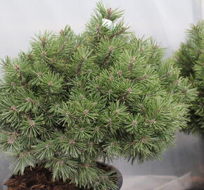 Borovice kleč 'Echiniformis' - Pinus mugo 'Echiniformis'