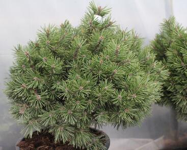 Borovice kleč 'Echiniformis'