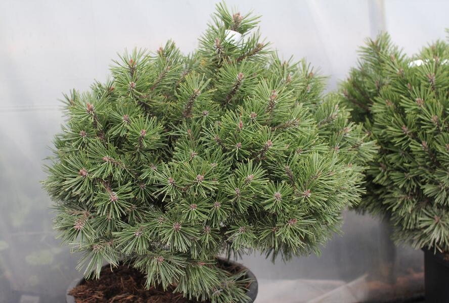 Borovice kleč 'Echiniformis' - Pinus mugo 'Echiniformis'