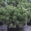 Borovice kleč 'Humpy' - Pinus mugo 'Humpy'