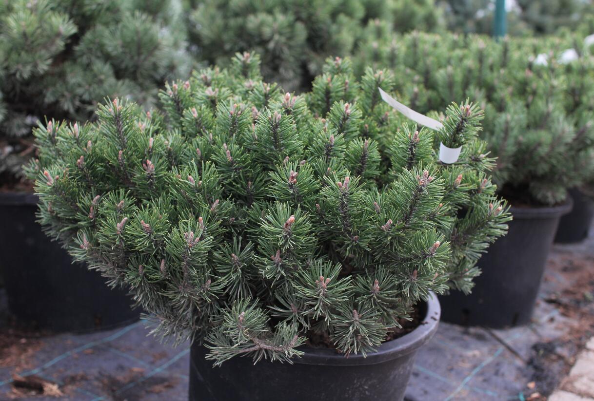 Borovice kleč 'Humpy' - Pinus mugo 'Humpy'