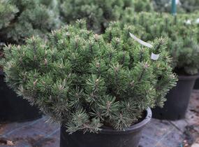 Borovice kleč 'Humpy' - Pinus mugo 'Humpy'