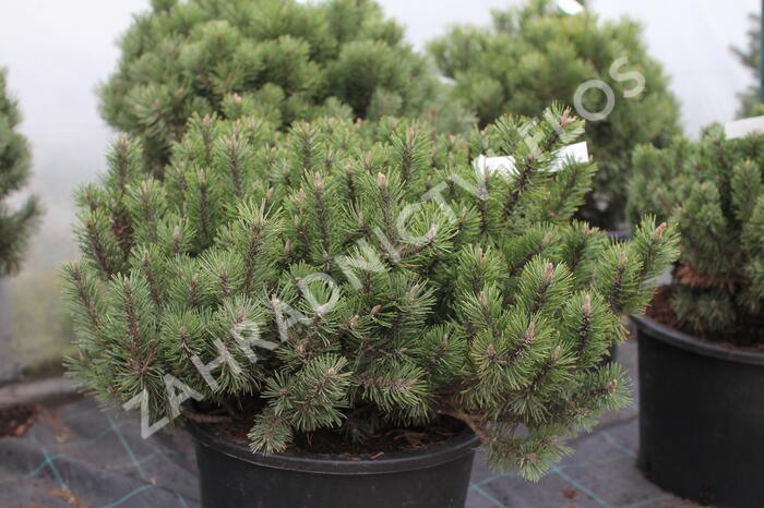 Borovice kleč 'Humpy' - Pinus mugo 'Humpy'