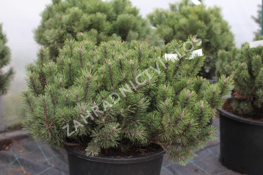 Borovice kleč 'Humpy' - Pinus mugo 'Humpy'