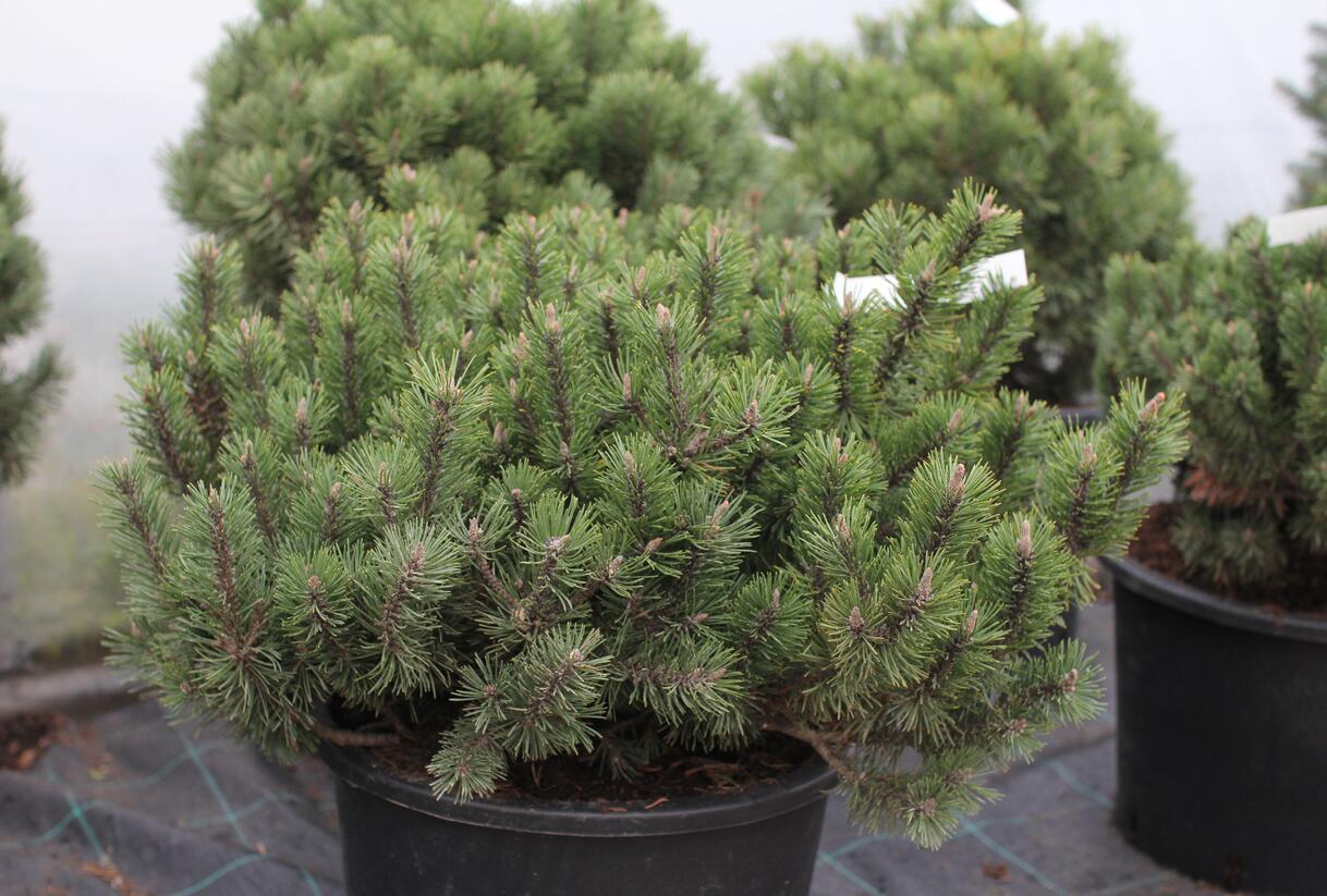 Borovice kleč 'Humpy' - Pinus mugo 'Humpy'