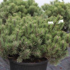 Borovice kleč 'Humpy' - Pinus mugo 'Humpy'