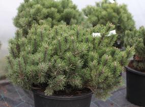 Borovice kleč 'Humpy' - Pinus mugo 'Humpy'