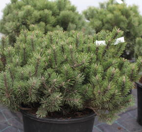 Borovice kleč 'Humpy' - Pinus mugo 'Humpy'