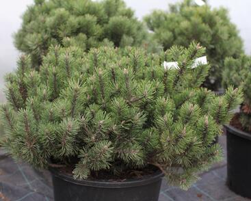 Borovice kleč 'Humpy'