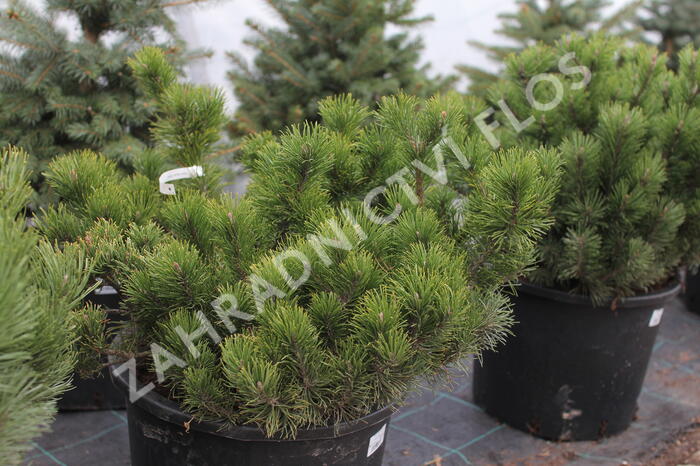 Borovice kleč - Pinus mugo pumilio