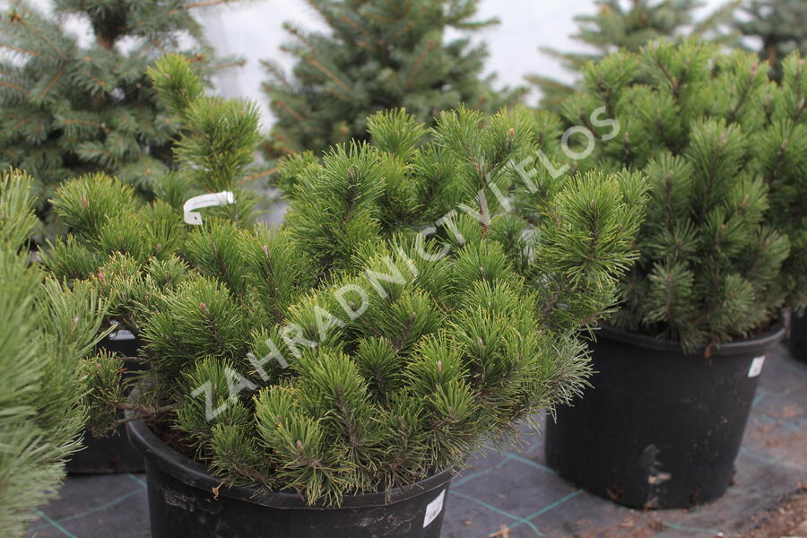 Borovice kleč - Pinus mugo pumilio