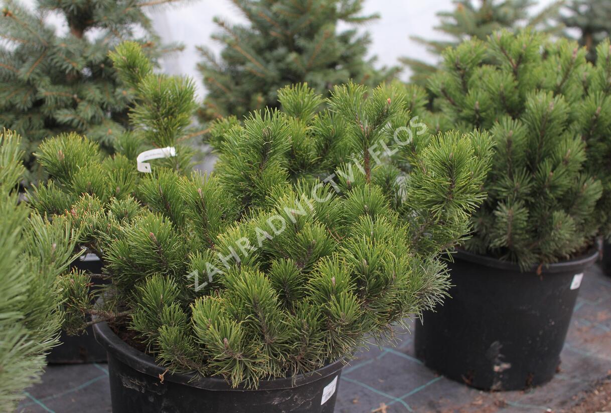 Borovice kleč - Pinus mugo pumilio