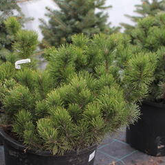 Borovice kleč - Pinus mugo pumilio