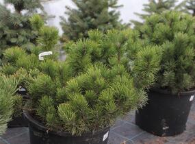 Borovice kleč - Pinus mugo pumilio