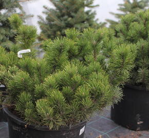 Borovice kleč - Pinus mugo pumilio
