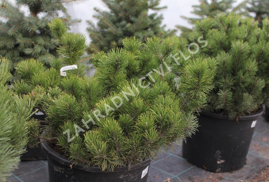 Borovice kleč - Pinus mugo pumilio