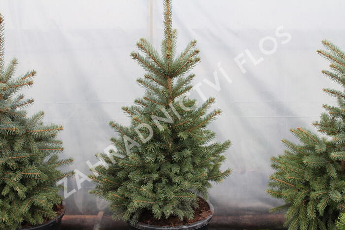 Smrk pichlavý 'Super Blue Seedlings' - Picea pungens 'Super Blue Seedlings'