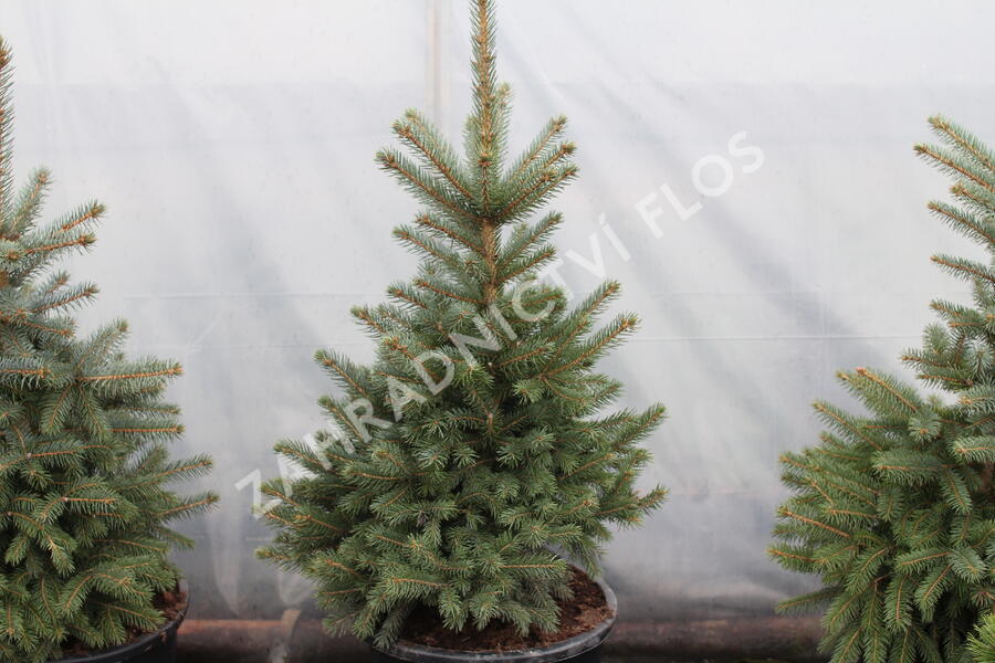 Smrk pichlavý 'Super Blue Seedlings' - Picea pungens 'Super Blue Seedlings'