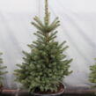 Smrk pichlavý 'Super Blue Seedlings' - Picea pungens 'Super Blue Seedlings'