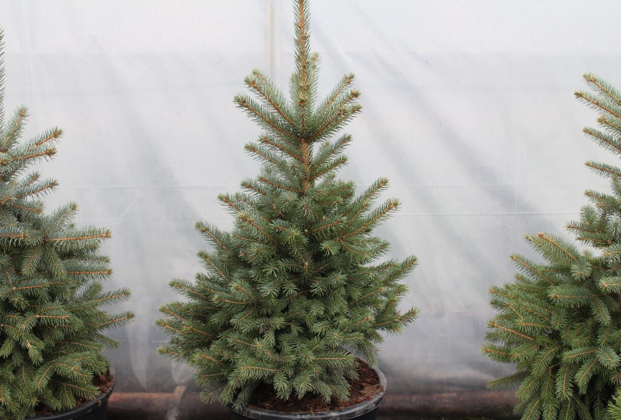 Smrk pichlavý 'Super Blue Seedlings' - Picea pungens 'Super Blue Seedlings'