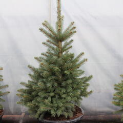 Smrk pichlavý 'Super Blue Seedlings' - Picea pungens 'Super Blue Seedlings'