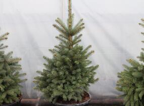 Smrk pichlavý 'Super Blue Seedlings' - Picea pungens 'Super Blue Seedlings'