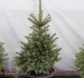 Smrk pichlavý 'Super Blue Seedlings' - Picea pungens 'Super Blue Seedlings'