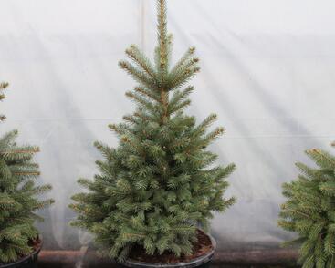 Smrk pichlavý 'Super Blue Seedlings'