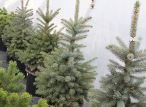 Smrk pichlavý 'Super Blue Seedlings' - Picea pungens 'Super Blue Seedlings'