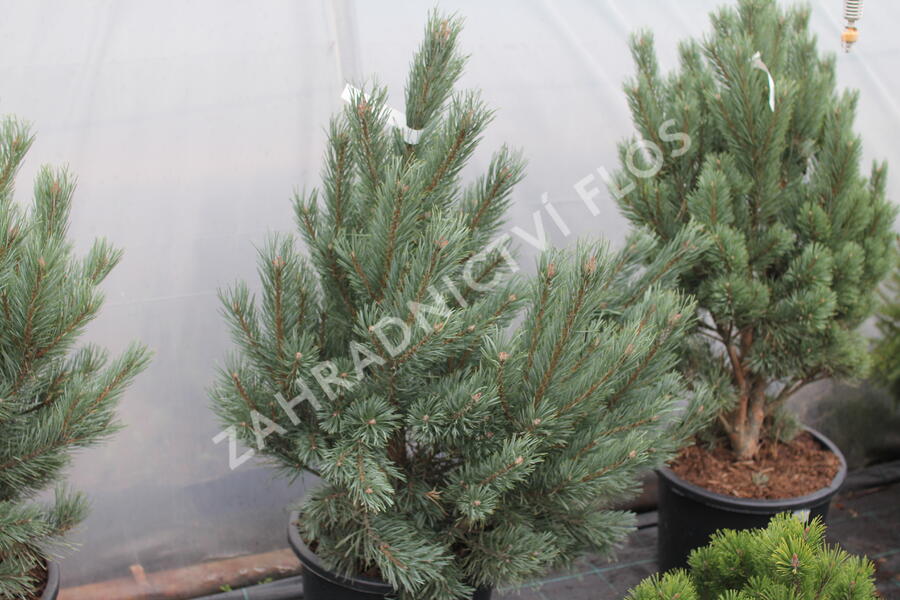 Borovice lesní 'Watereri' - Pinus sylvestris 'Watereri'