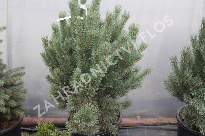 Borovice lesní 'Watereri' - Pinus sylvestris 'Watereri'