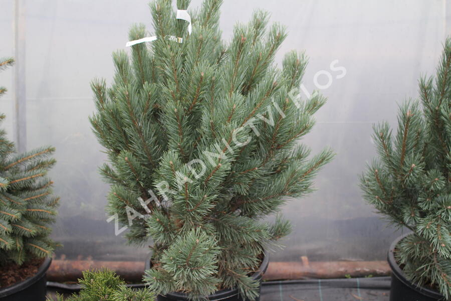 Borovice lesní 'Watereri' - Pinus sylvestris 'Watereri'